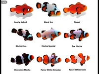 WHOLESALE MARINE FISH, CORAL , FRESHWATER FISH, KOI, AQUATIC LISTS FOR IMPORT OF FRESH WATER MARINE FISH & CRITTERS AQUARIUMS TANKS LISTS