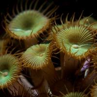 Marine tank clearout. Live rock £5/kg, Lifespace aquarium+stand, halide light, RO systems and more