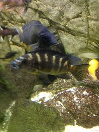 Malawi Cichlids for sale