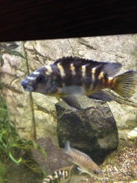 Malawi Cichlids for sale