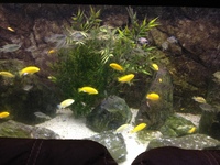 Malawi Cichlids for sale