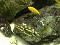 Malawi Cichlids for sale