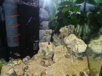 Rena-Aqualife-Cube-100-fish-tank-and-stand-with-breeding-group-of-she
