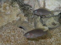 Rena-Aqualife-Cube-100-fish-tank-and-stand-with-breeding-group-of-she