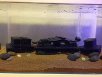 Proven Breeding Pair of Zebra Plec L046 L46 Plus Equipment SOLD