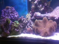 3ft balck marine aquarium (full set up) £550contact for pics