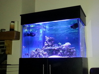 3ft balck marine aquarium (full set up) £550contact for pics