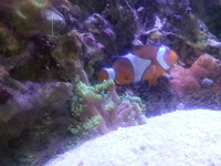3ft balck marine aquarium (full set up) £550contact for pics