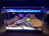 2FT FULL MARINE SET UP FOR SALE