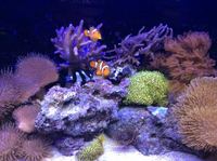 2FT FULL MARINE SET UP FOR SALE