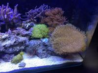 2FT FULL MARINE SET UP FOR SALE