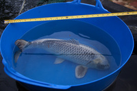 Large Koi Carp for Sale
