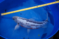 Large Koi Carp for Sale