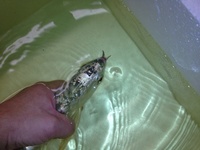PREMIUM GREEN BASED GOLDEN HEAD AROWANA