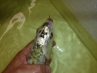 PREMIUM GREEN BASED GOLDEN HEAD AROWANA