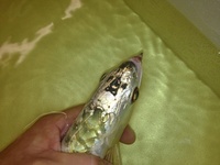 PREMIUM GREEN BASED GOLDEN HEAD AROWANA