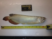 PREMIUM GREEN BASED GOLDEN HEAD AROWANA
