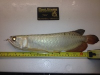 PREMIUM GREEN BASED GOLDEN HEAD AROWANA
