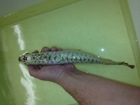 PREMIUM GREEN BASED GOLDEN HEAD AROWANA