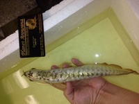 PREMIUM GREEN BASED GOLDEN HEAD AROWANA