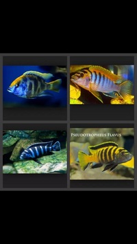 MALAWI CICHLIDS HARLOW ESSEX MBUNA PEACOCKS HAPS JUVI ADULT SALE