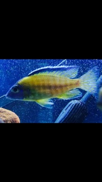 MALAWI CICHLIDS HARLOW ESSEX MBUNA PEACOCKS HAPS JUVI ADULT SALE