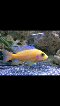 MALAWI CICHLIDS HARLOW ESSEX MBUNA PEACOCKS HAPS JUVI ADULT SALE