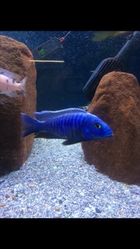 MALAWI CICHLIDS HARLOW ESSEX MBUNA PEACOCKS HAPS JUVI ADULT SALE