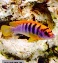 MALAWI CICHLIDS HARLOW ESSEX MBUNA PEACOCKS HAPS JUVI ADULT SALE