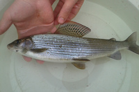 POND FISH KOI CARP AND OTHER NATIVE FISH AVAILABLE FOR DELIVERY