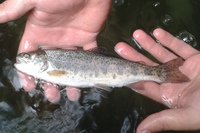POND FISH KOI CARP AND OTHER NATIVE FISH AVAILABLE FOR DELIVERY
