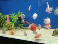 Fish Finatics Aquatic Centre, W Lancs - Current Fish Stock available