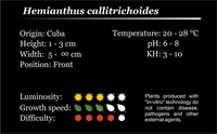 Hortilabs Hortiaqua in-vitro tissue culture plants