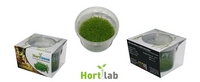 Hortilabs Hortiaqua in-vitro tissue culture plants