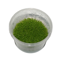 Hortilabs Hortiaqua in-vitro tissue culture plants