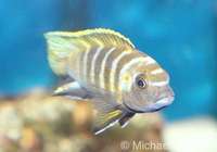 Top Quality Malawi Cichlids for Sale