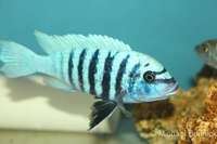 Top Quality Malawi Cichlids for Sale