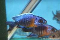 Top Quality Malawi Cichlids for Sale