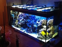 Marine reef fish tank setup sell all together£400