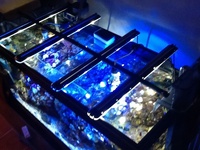 Marine reef fish tank setup sell all together£400