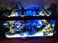 Marine reef fish tank setup sell all together£400