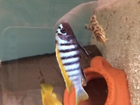 MALAWI CICHLIDS HARLOW ESSEX MBUNA PEACOCKS HAPS JUVI ADULT SALE