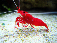 OXFORD CORALS - New Corals now in stock