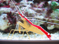 OXFORD CORALS - New Corals now in stock
