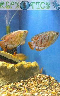 Fish Stocklist: 10/12/14