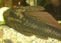Rusty Plec (L077) - approx 6-7" - for sale/swap, West Yorkshire
