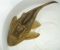 Rusty Plec (L077) - approx 6-7" - for sale/swap, West Yorkshire