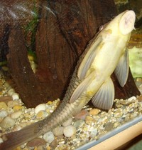 Rusty Plec (L077) - approx 6-7" - for sale/swap, West Yorkshire