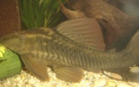 Rusty Plec (L077) - approx 6-7" - for sale/swap, West Yorkshire