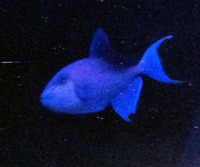 Romsey world Of Water : Full Marine Livestock List 14/12/14